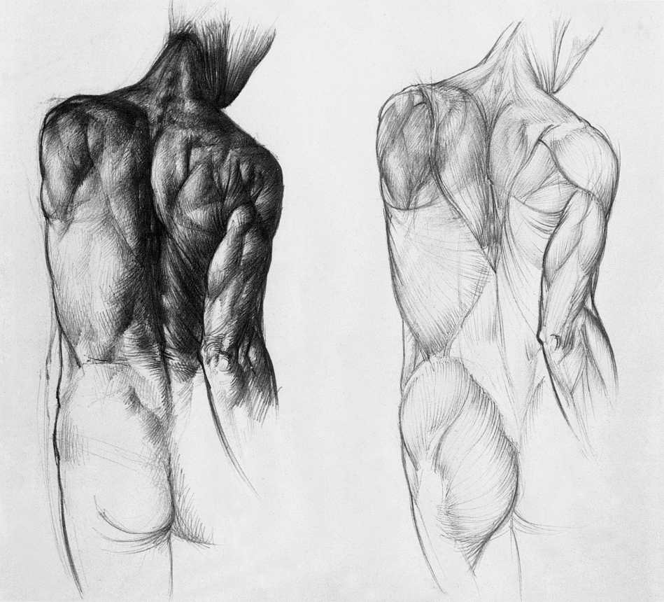 barcsay_anatomia