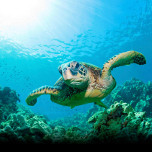 oceanlead